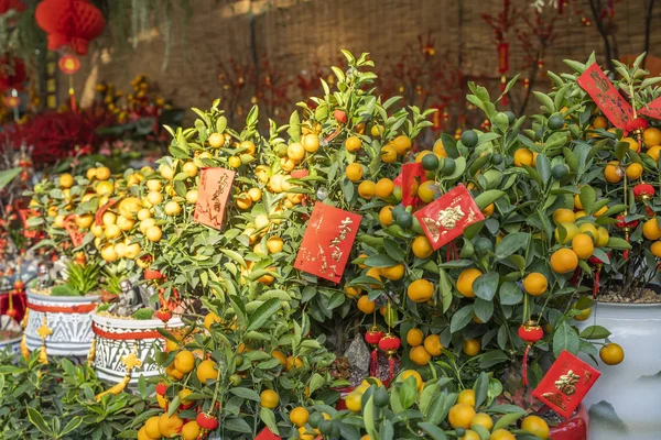 Lente Festival Chinees Nieuwjaar Rode Envelop Decoratie Sinaasappelboom Vertaling Kalligrafie — Stockfoto