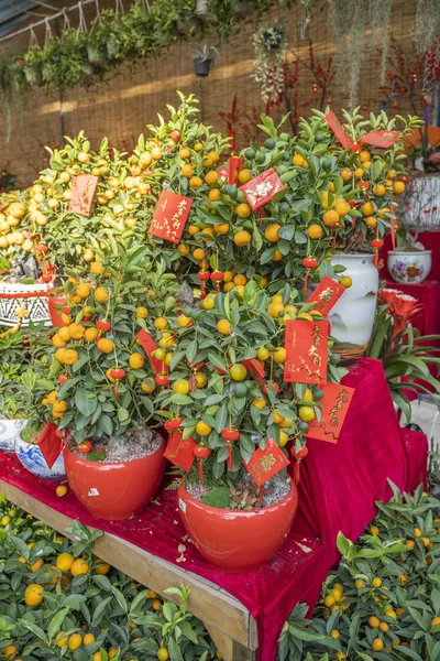 Festival Primavera Año Nuevo Chino Sobre Rojo Decoración Naranjo Traducción —  Fotos de Stock