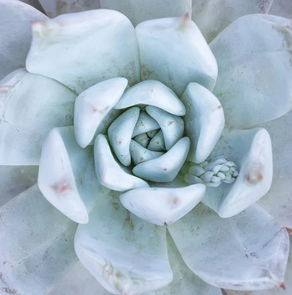 Disposición Rectangular Suculentas Suculentas Cactus Una Maceta — Foto de Stock