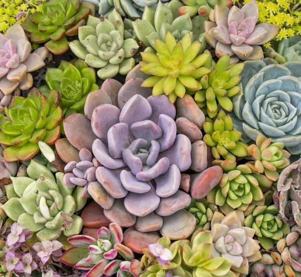 Disposition Rectangulaire Des Succulents Cactus Succulents Dans Une Jardinière — Photo