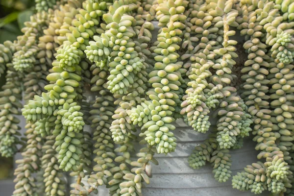 Lezzetlilerin dikdörtgen sıralaması; bir ekicinin içindeki kaktüs sulu.