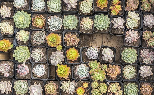 Szukkulensek Négyszögletes Elrendezése Kaktusz Szukkulensek Ültetvényen — Stock Fotó