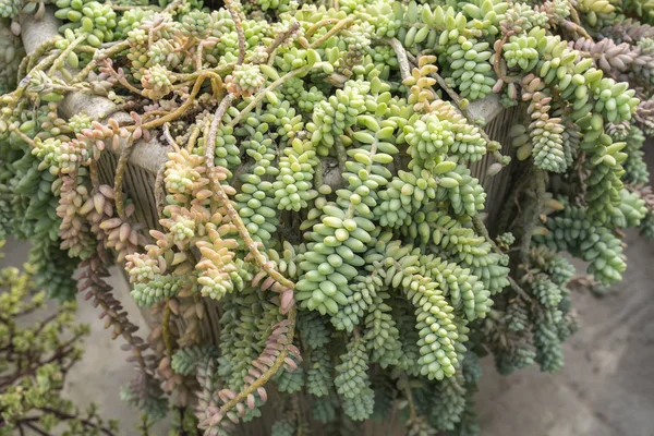 Rektangulärt Arrangemang Suckulenter Kaktussuckulenter Planter — Stockfoto