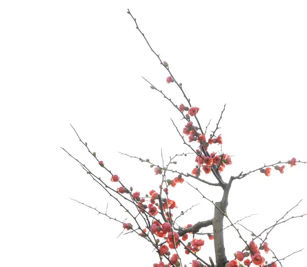 Scarlet Malus Spectabilis Flor Jardín Primavera — Foto de Stock