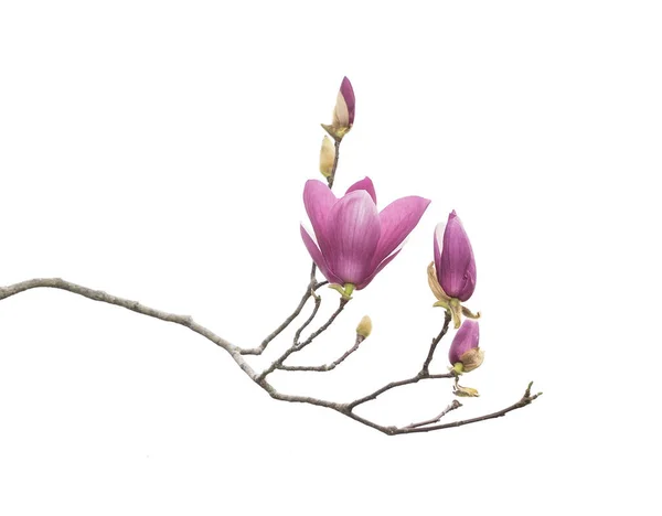 Magnolia Branche Fleur Isolé Sur Fond Blanc — Photo