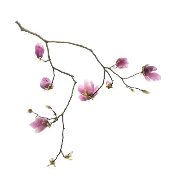Magnolienblütenzweig Isoliert Auf Weißem Hintergrund — Stockfoto