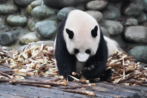 Panda Gigante Comendo Bambu China — Fotografia de Stock