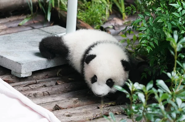 Óriás Panda Bébije Pihen — Stock Fotó
