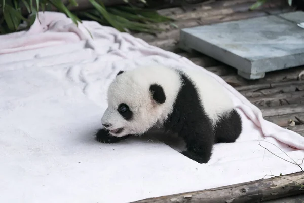 Bebê Panda Gigante Descansa — Fotografia de Stock