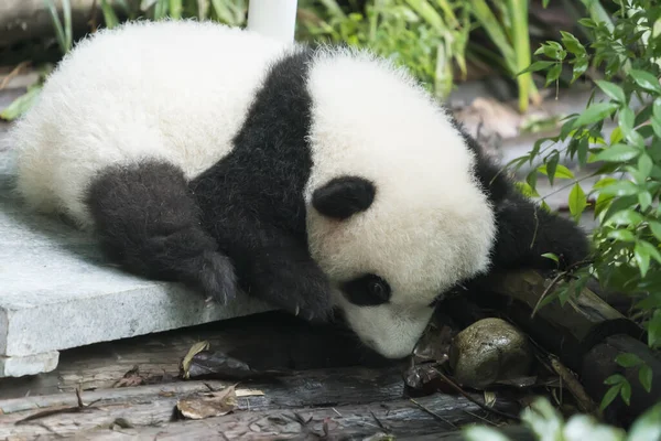 Baby Van Giant Panda Rust — Stockfoto