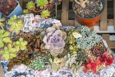  Bahçedeki minyatür sulu bitkiler