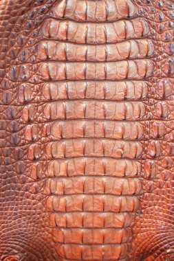 Timsah derisinden kapanmış.   