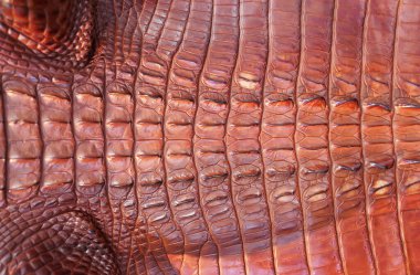 Timsah derisinden kapanmış.   