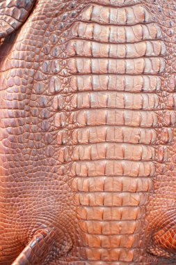 Timsah derisinden kapanmış.   