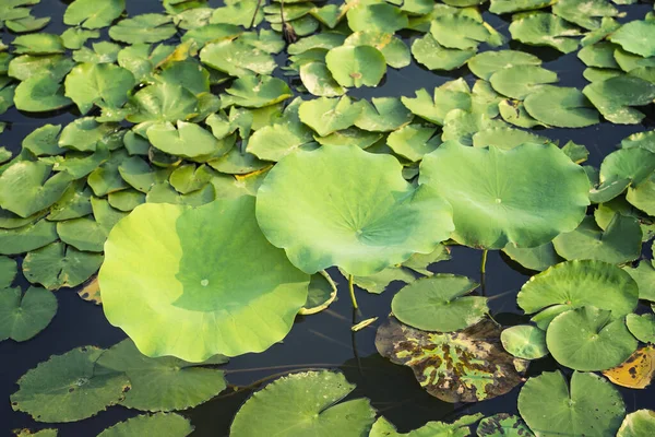 Feuilles Lotus Vert Fond Avec Des Gouttes Eau — Photo