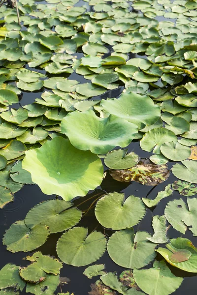 Feuilles Lotus Vert Fond Avec Des Gouttes Eau — Photo