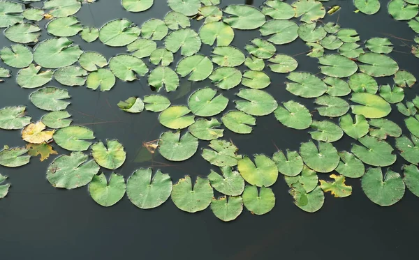 Groene Lotus Bladeren Achtergrond Met Water Druppels — Stockfoto