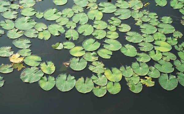 Hojas Loto Verde Fondo Con Gotas Agua —  Fotos de Stock