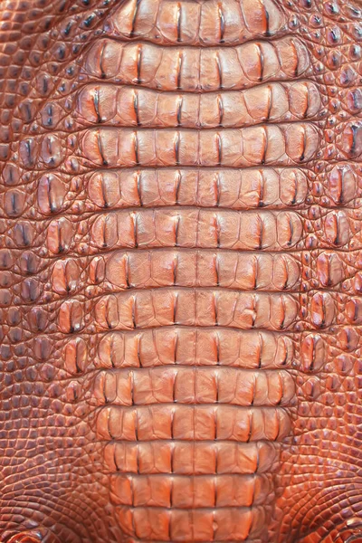 Fechado Pele Crocodilos — Fotografia de Stock