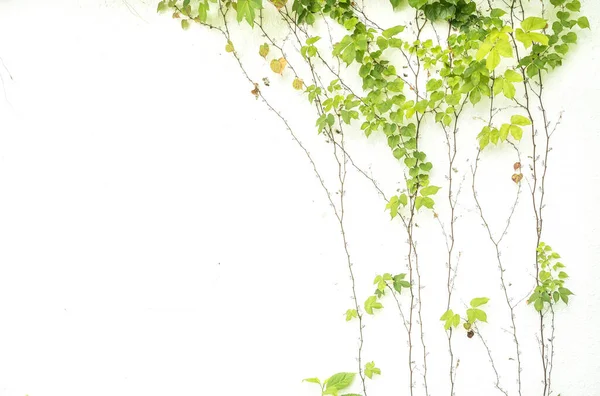 Feuilles Lierre Isolées Sur Fond Blanc — Photo