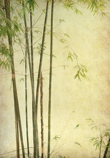Bambus Auf Altem Grunge Papier Textur Hintergrund — Stockfoto