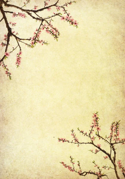 Plum Blossom Old Antique Vintage Paper Background — Stock Photo, Image