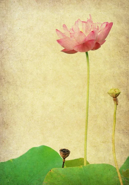 Lotus Pink Old Antique Vintage Paper Background — Stock Photo, Image