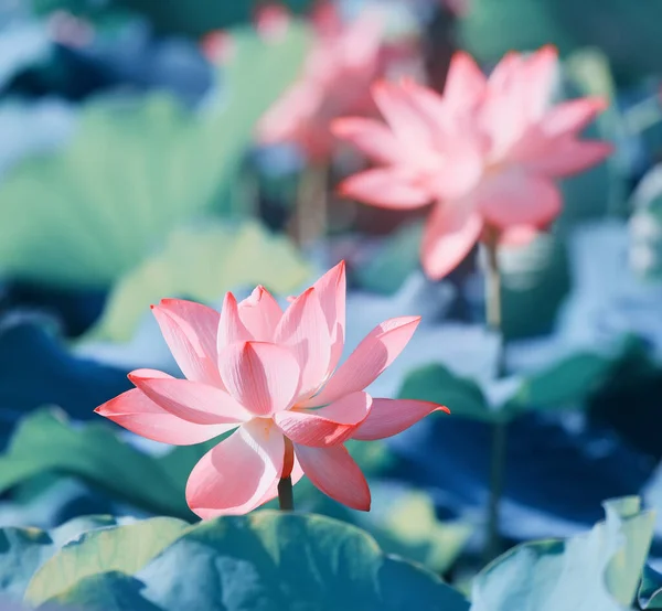 Blommande Lotusblomma Damm — Stockfoto