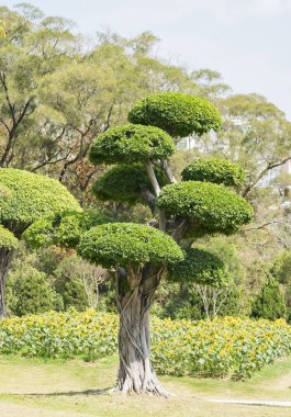Bahçedeki Bonsai ağacı