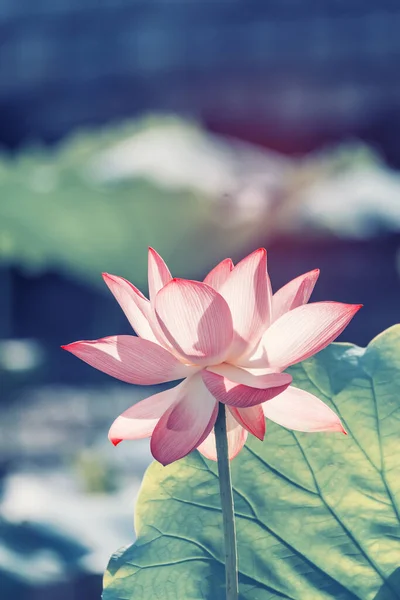 Blooming Lotus Flower Pond — Stock Photo, Image