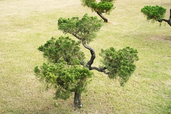 Borovice Bonsai Prezentace Zahradnické Kultury — Stock fotografie