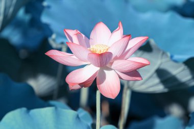 Lotus çiçeği ve lotus çiçek bitki