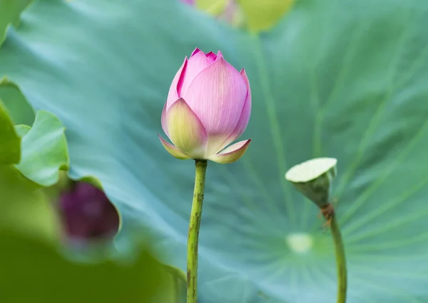 Lotus Flower Lotus Flower Plants — Stock Photo, Image