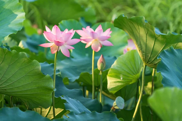 Lotusblomma Och Lotus Blomma Växter — Stockfoto