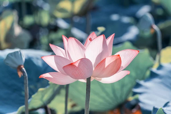 Lotusblomma Och Lotus Blomma Växter — Stockfoto