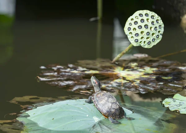 Tortuga Descansando Sobre Las Hojas Loto —  Fotos de Stock