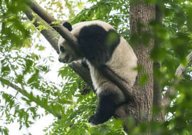 Ağacın üzerindeki dev panda..