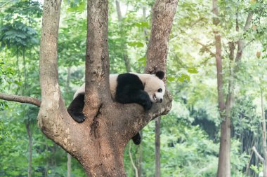 Ağacın üzerindeki dev panda..