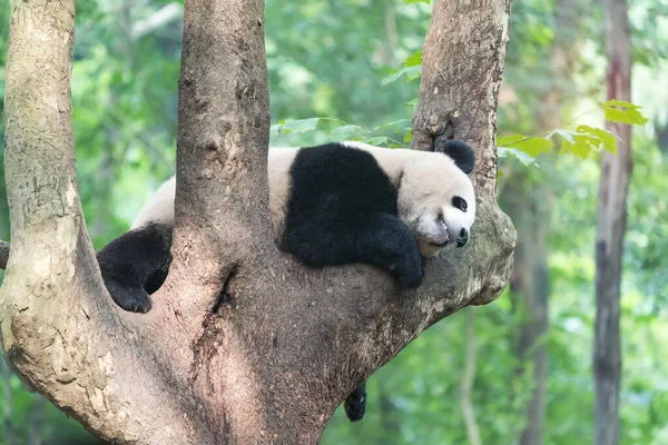 Гігантська Панда Над Деревом — стокове фото