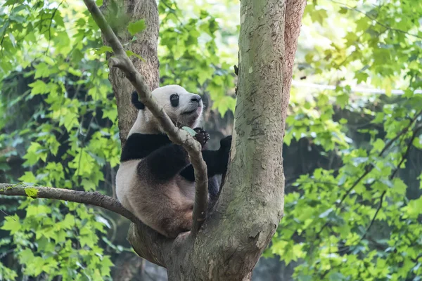 Гігантська Панда Над Деревом — стокове фото