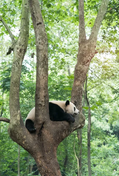 Riesenpanda Über Dem Baum — Stockfoto