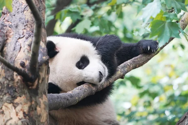 大熊猫爬到树上 — 图库照片