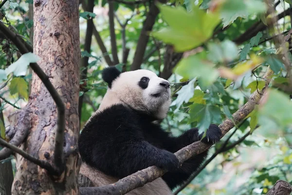 大熊猫爬到树上 — 图库照片