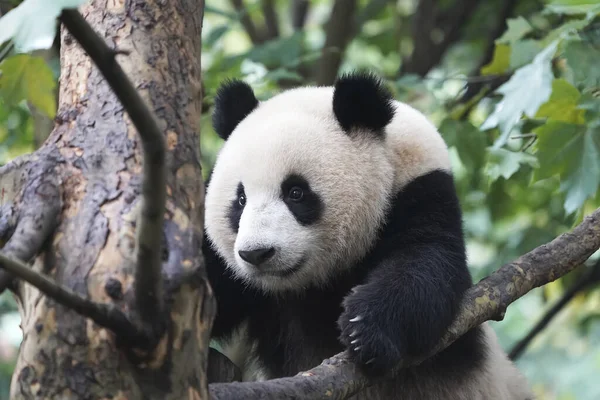 Panda Gigante Sobre Árvore — Fotografia de Stock