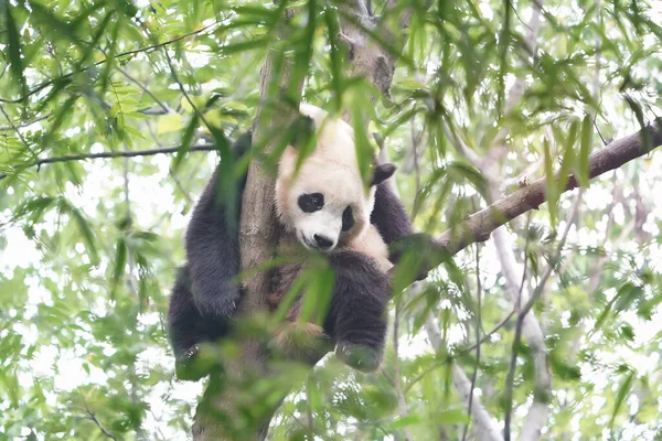 Panda Gigante Sobre Árbol —  Fotos de Stock