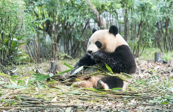 Reuze Panda Eten Bamboe Wilde Dieren — Stockfoto