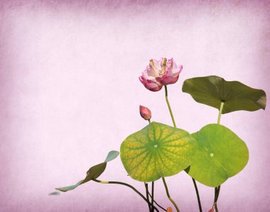 Su zambağı, grunge desenli arka planda