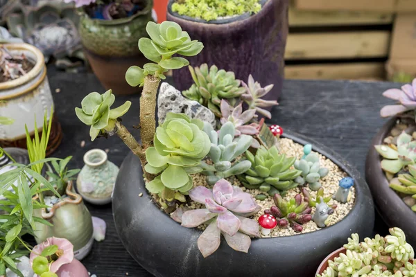 Miniaturní Šťavnaté Rostliny Zahradě — Stock fotografie