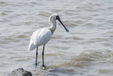 Suyun içinde uçan siyah yüzlü kaşık gagası