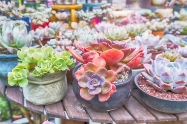 Lezzetlilerin dikdörtgen sıralaması; bir ekicinin içindeki kaktüs sulu.